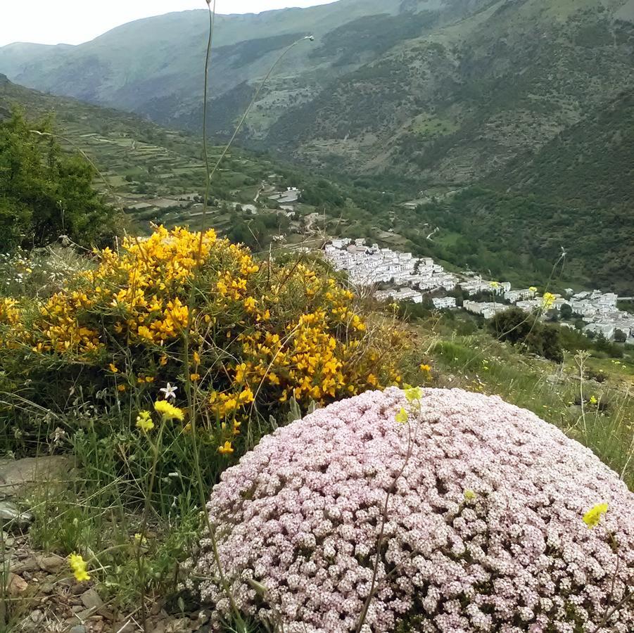 Refugio Alpujarra Alta Bed & Breakfast Trevélez Eksteriør bilde